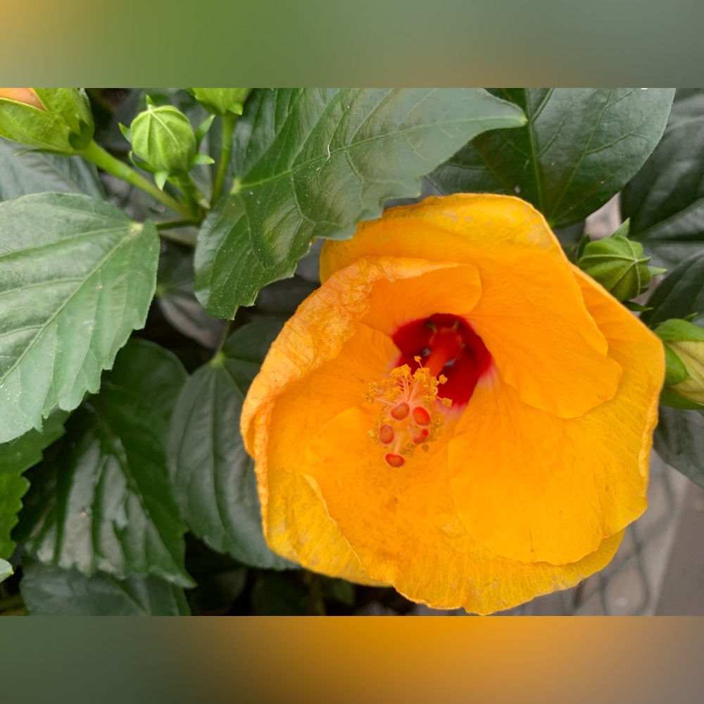 Orange Hibiscus Plant
